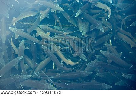 Closeup Sturgeon Fish Farm For Breeding. Concept Aquaculture Pisciculture, Top View