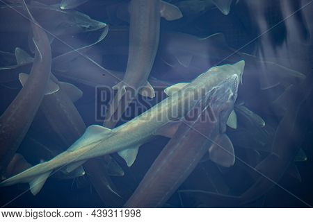 Closeup Sturgeon Fish Farm For Breeding. Concept Aquaculture Pisciculture, Top View