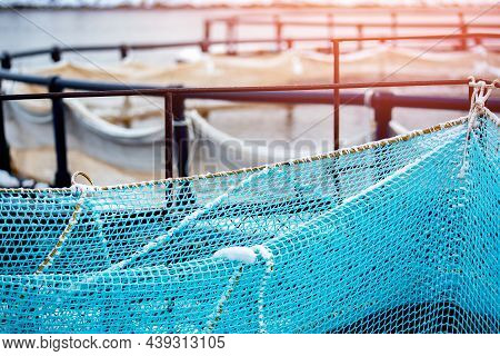 Fish Farm For Breeding For Rainbow Trout And Salmon Fry In Net Cages. Concept Aquaculture Piscicultu