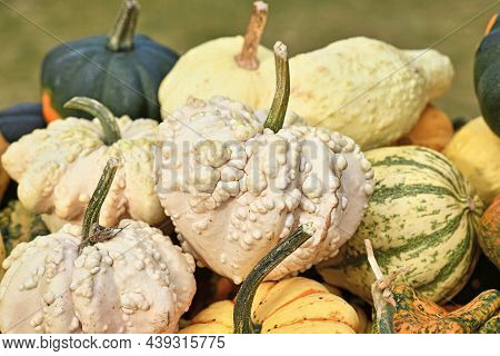 White Heart Shaped Gourd With Warty Skin In Pile Of Colorful Pumpkins