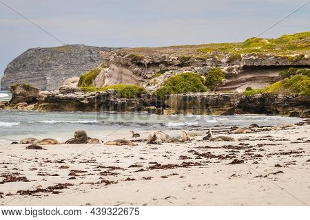 Sea Lions Reasting On The Beach At Seal Bay, Kangaroo Island, South Australia