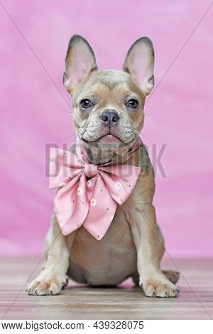 Small French Bulldog Dog Puppy Wearing Pink Ribbon