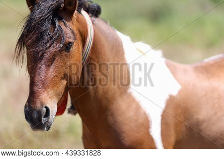Closeup Of Muzzle Of Brown White Horse With Long Mane. Hobby Horse Breeding Concept