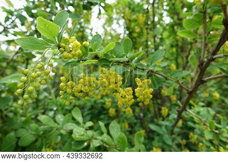 Semi Open Yellow Flowers Of Berberis Vulgaris In May