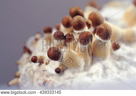 Micro Growing Of Psilocybe Cubensis Mushrooms On White Background. Mycelium Block Of Psychedelic Psi