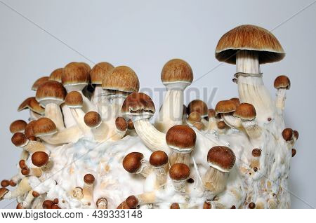 Micro Growing Of Psilocybe Cubensis Mushrooms On White Background. Mycelium Of Psilocybin Psychedeli