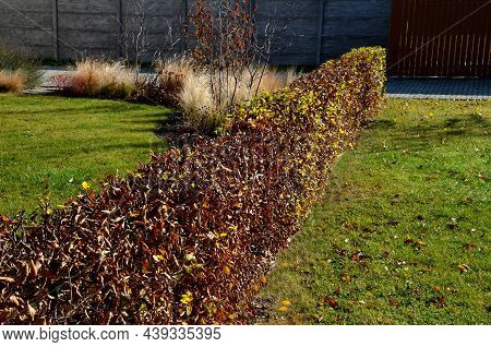 Flowerbed With Ornamental Grasses Dry Leaves In The Autumn Sun Shines Yellow Bunches Of Leaves. In T