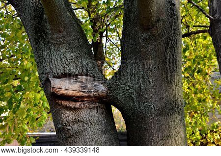 Double Maple Trunk With Overgrown Branches In The Bark. Early Intervention By The Arborist Will Prev