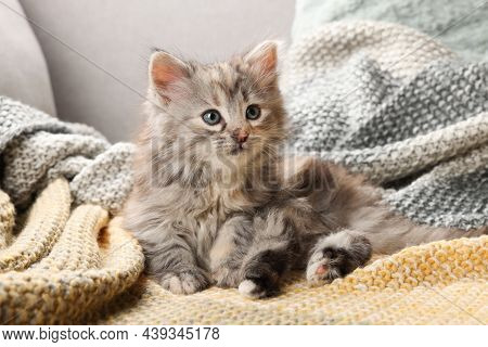 Cute Kitten On Knitted Blanket. Baby Animal
