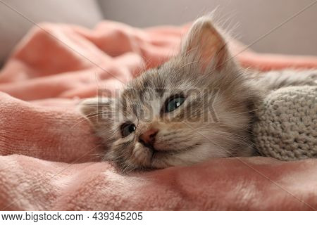 Cute Kitten With Toy On Soft Pink Blanket