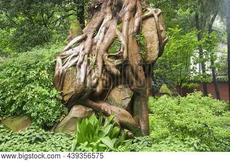 A Nature Background Of Pilea Cadierei And Caribbean Lily Leaves Within The Liu Xiang Scenic Area In 