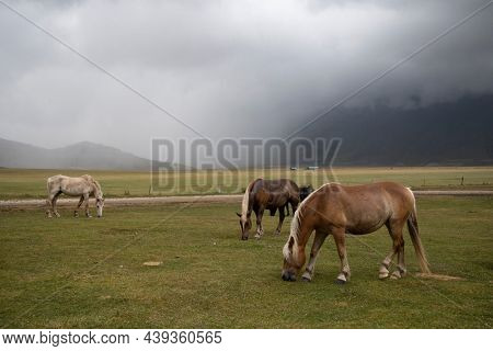horses in mountain landscape near Castelluccio village in National Park Monte Sibillini, Umbria region, Italy