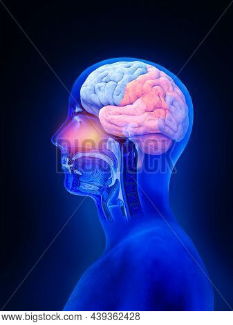 Brain And Spinal Cord Anatomy - Cross Section, Brain Lobes, 3d Render, Illustration