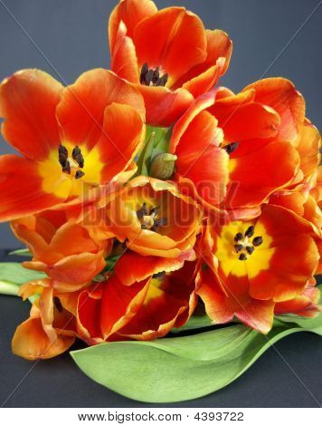Paljon tulppaanit