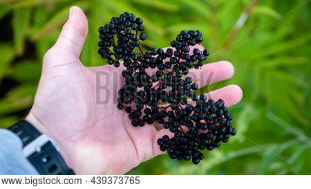 Ripe Elderberry In The Farmer's Hand. Black Berry In A Man's Hand