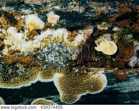 The Tree Is Covered With Mold, Moss And Lichen And Mushrooms Close-up. The Personification Of Wiltin