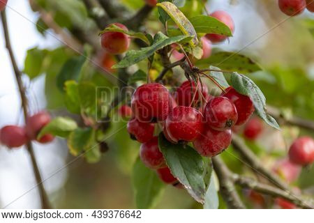 Red Aronia - Aronia Berry - Chokeberry