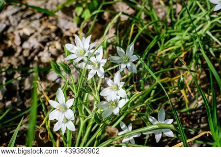 Many Delicate Small White Flowers Of Ornithogalum Umbellatum Plant Commonly Known As  The Garden Sta