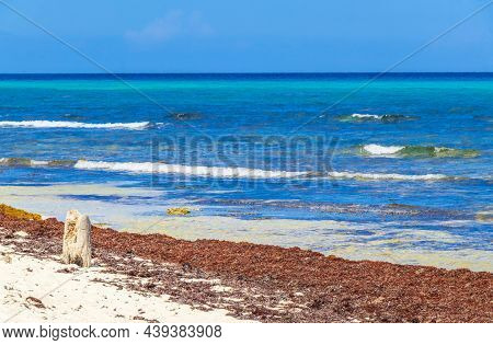 A Lot Of Seaweed Sargazo Beach Playa Del Carmen Mexico.