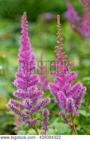 False Goatsbeard (astilbe Arendsii) Flowers