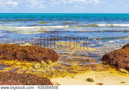 A Lot Of Seaweed Sargazo Beach Playa Del Carmen Mexico.