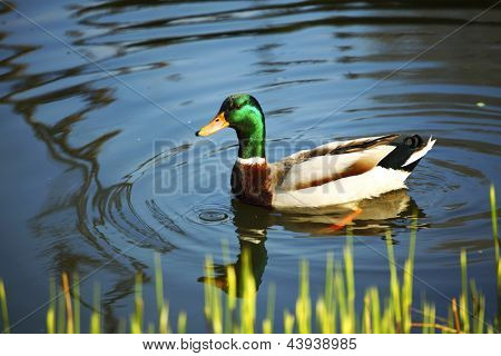 pato en macro del zoológico de cerca