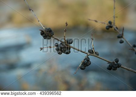 Blue Blackthorn Berries Ripen On The Bushes. Blackthorn Branches Against The Background Of The Stepp