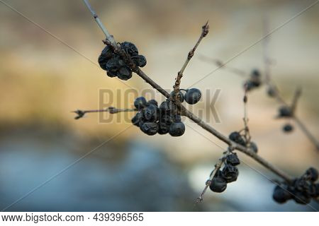 Blue Blackthorn Berries Ripen On The Bushes. Blackthorn Branches Against The Background Of The Stepp