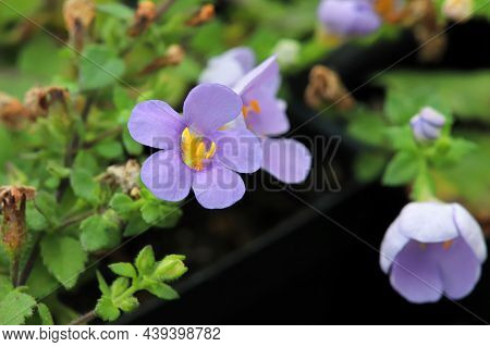 Purple And Yellow Delicated Flowers On A Water Hyssop