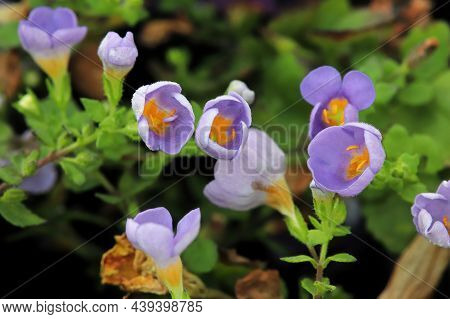 Purple And Yellow Delicated Flowers On A Water Hyssop