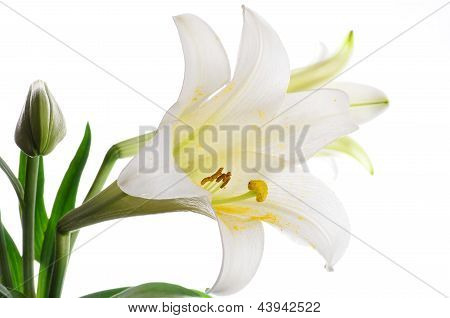 Påske lilje (lilium Longiflorum)