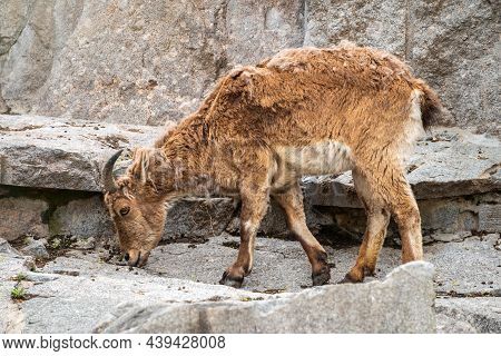 Mountain Goat Or East Caucasian Tur, Female, Latin Name Carpa Cylindricornis. It Is Critically Endan