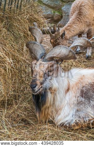 Close-up Portrait Of Markhor, Capra Falconeri, Wild Goat Native To Central Asia, Karakoram And The H