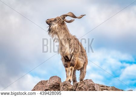 Markhor, Capra Falconeri, Wild Goat Native To Central Asia, Karakoram And The Himalayas Standing On