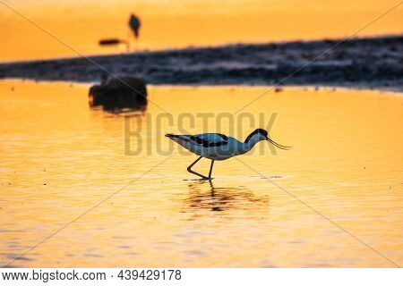 Water Bird Pied Avocet, Recurvirostra Avosetta, Standing In The Water In Orange Sunset Light. The Pi