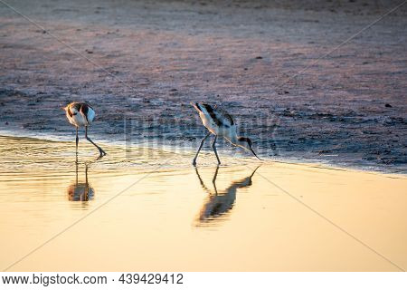 Two Water Birds Pied Avocet, Recurvirostra Avosetta, Feeding In The Lake. The Pied Avocet Is A Large