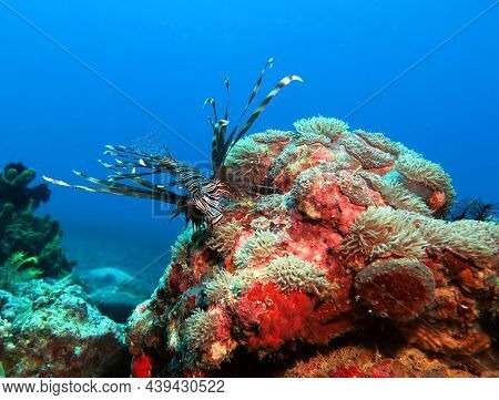 Luna Lionfish Also Known As Pterois Lunulata Boracay Island Philippines