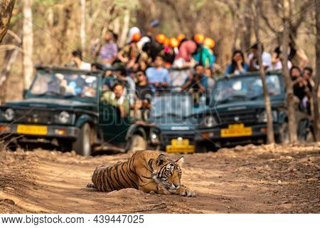 Showstopper Wild Indian Male Tiger O Road With Roadblock Head On And Front View And Gypsy Or Safari 