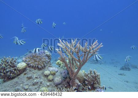 Colorful, Picturesque Coral Reef At The Bottom Of Tropical Sea, Great Acropora Coral And Schooling B
