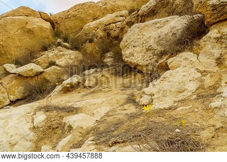View Of Rocks With Sternbergia Wildflowers, At Autumn, In Yeruham Ridge, The Negev Desert, Southern 