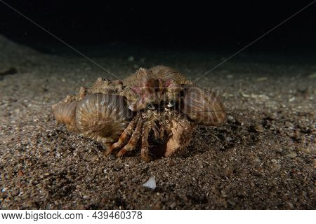 Hermit Crab In The Red Sea Colorful And Beautiful, Eilat Israel