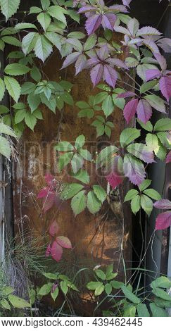 Parthenocissus Quinquefolia, Known As Virginia Creeper, Victoria Creeper, Five-leaved Ivy. Green And
