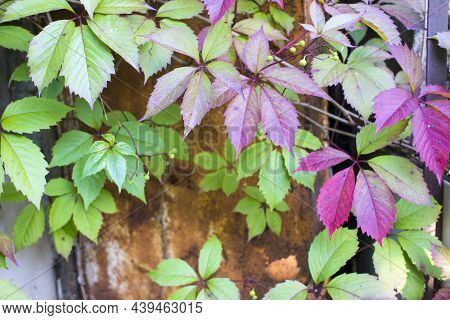Parthenocissus Quinquefolia, Known As Virginia Creeper, Victoria Creeper, Five-leaved Ivy. Green And