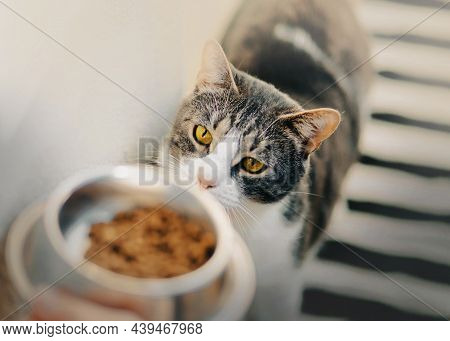 A Cute Striped Hungry Domestic Cat With Yellow Eyes Looks At A Bowl Of Food That The Owner Gives Him