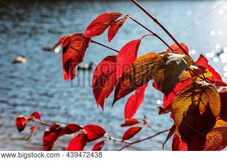 Red Japanese Snowball (viburnum Plicatum F. Tomentosum) Leaves At Late October. Branch Of Purple Ova