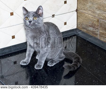 Beautiful Scottish Cat In The Kitchen, Kitten In The Kitchen, Pet Kitten, Theme Pet Cats And Kittens
