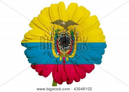 Gerbera sedmikrásky květin v barvách národní vlajka Ekvádoru na bílém pozadí jako koncept a Symbol