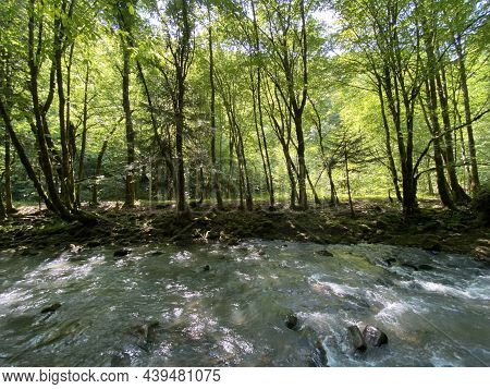 Curak Stream Near The Zeleni Vir Picnic Area In Gorski Kotar - Vrbovsko, Croatia (potok Curak Kod Iz