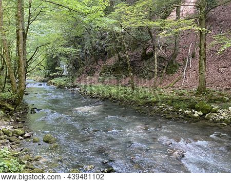 Curak Stream Near The Zeleni Vir Picnic Area In Gorski Kotar - Vrbovsko, Croatia (potok Curak Kod Iz