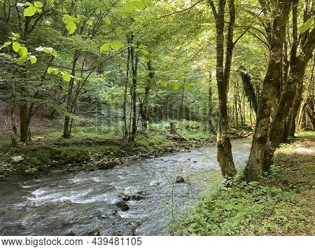Curak Stream Near The Zeleni Vir Picnic Area In Gorski Kotar - Vrbovsko, Croatia (potok Curak Kod Iz